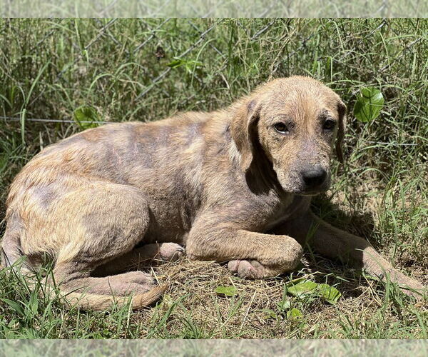 Medium Photo #4 American Pit Bull Terrier-Unknown Mix Puppy For Sale in FRAMINGHAM, MA, USA