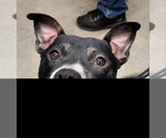 Small #2 Mutt