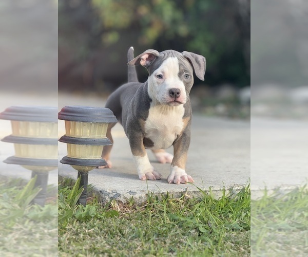Medium Photo #3 American Bully Puppy For Sale in BAKERSFIELD, CA, USA