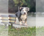 Small #2 American Bully