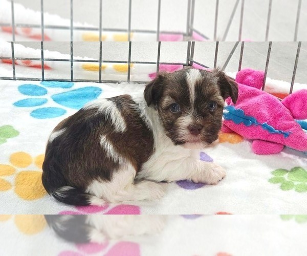 Medium Photo #9 Havashire Puppy For Sale in ORO VALLEY, AZ, USA
