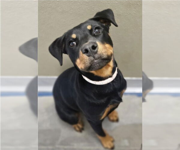 Medium Photo #2 Rottweiler-Unknown Mix Puppy For Sale in Lakewood, CO, USA
