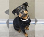 Small #1 Rottweiler Mix