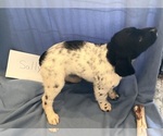Small Photo #3 Munsterlander (Large) Puppy For Sale in MANCHESTER, IA, USA