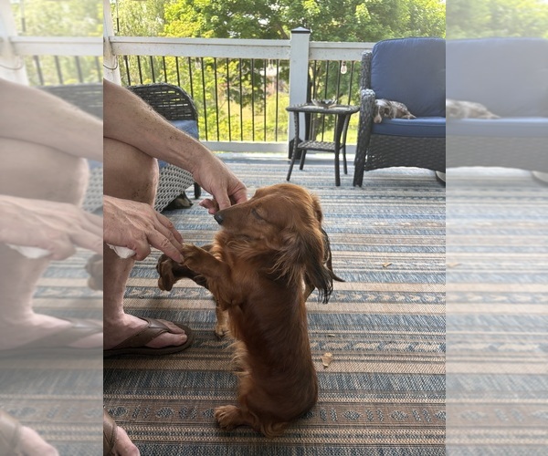 Medium Photo #1 Dachshund Puppy For Sale in CHARLOTTESVILLE, VA, USA