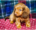 Small #1 Dachshund