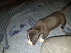Small #20 American Pit Bull Terrier