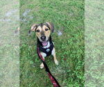 Small #1 German Pinscher Mix