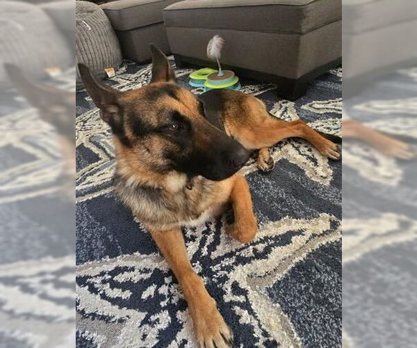 Medium Photo #2 German Shepherd Dog Puppy For Sale in Chula Vista, CA, USA