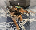 Small #1 German Shepherd Dog