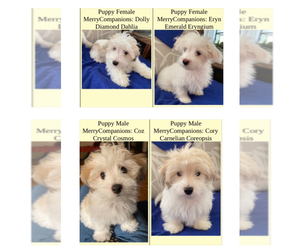 Coton de Tulear Puppy for Sale in LISLE, Illinois USA