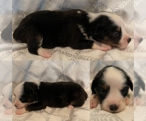 Miniature Australian Shepherd Puppy for sale in BROOKER, FL, USA