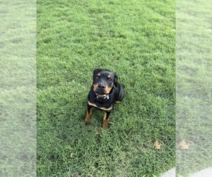 Rottweiler Puppy for sale in NORFOLK, VA, USA