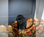 Small #7 Poodle (Toy)