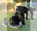 Small Photo #3 Cane Corso Puppy For Sale in QUEEN CREEK, AZ, USA