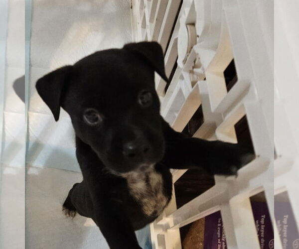 Medium Photo #3 Labrador Retriever-Unknown Mix Puppy For Sale in Hillsboro, MO, USA