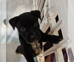 Small #2 Labrador Retriever Mix