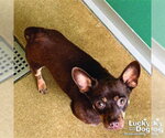 Small #3 Chihuahua Mix