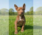 Small #1 Labrador Retriever Mix