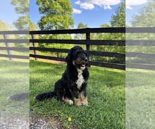 Medium Photo #1 Bernedoodle (Miniature) Puppy For Sale in DENVER, PA, USA