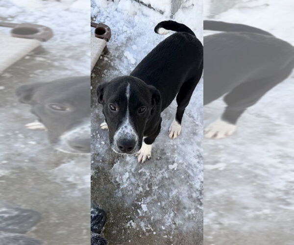 Medium Photo #1 Mutt Puppy For Sale in Elmsford, NY, USA