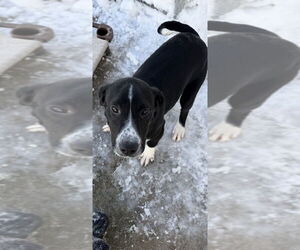 Mutt Dogs for adoption in Elmsford, NY, USA