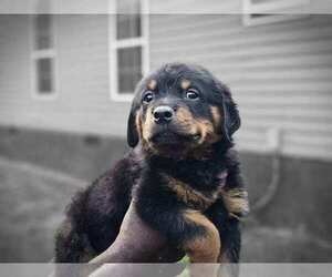 Rottweiler Puppy for sale in RICHLAND, GA, USA