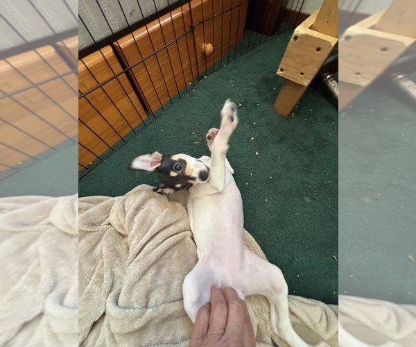 Medium Photo #6 Fox Terrier (Smooth)-Rat Terrier Mix Puppy For Sale in PLACERVILLE, CA, USA