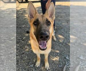 German Shepherd Dog Dogs for adoption in Woodland, CA, USA