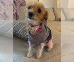 Small Photo #2 Mutt Puppy For Sale in Genesee, WI, USA