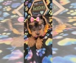 Small #5 Yorkshire Terrier