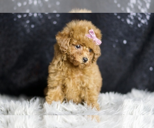 Medium Photo #4 Poodle (Miniature) Puppy For Sale in WARSAW, IN, USA
