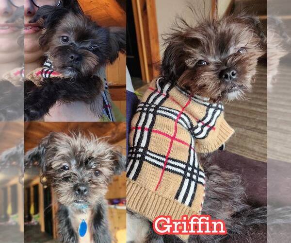 Medium Photo #1 Maltese-Unknown Mix Puppy For Sale in Rochester, NY, USA