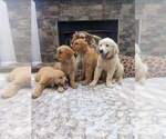 Small #7 English Cream Golden Retriever