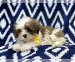 Small Photo #6 Lhasa Apso Puppy For Sale in LAKELAND, FL, USA