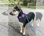 Small #4 Beagle Mix