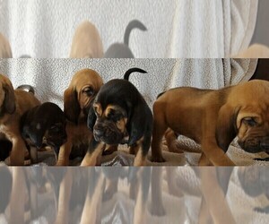 Mother of the Bloodhound puppies born on 12/24/2023