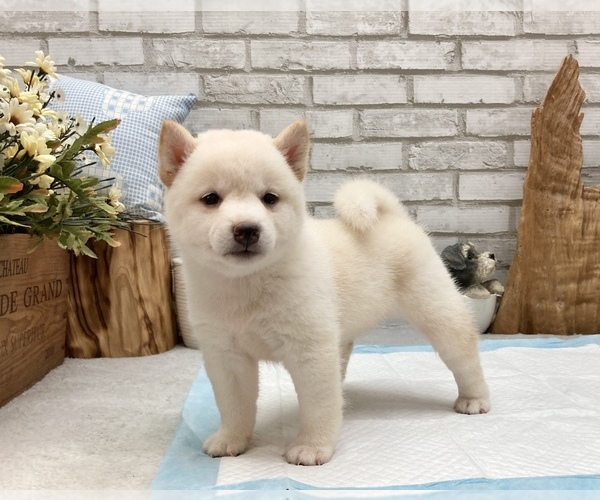 Medium Photo #3 Shiba Inu Puppy For Sale in CHICAGO, IL, USA