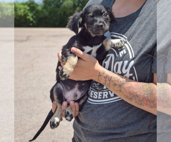 Medium Photo #5 Chion Puppy For Sale in Huntley, IL, USA
