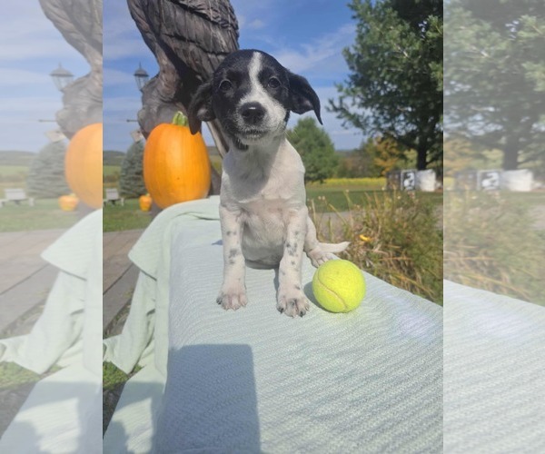 Medium Photo #2 Borador Puppy For Sale in SHERBURNE, NY, USA