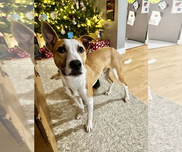 Medium Photo #13 American Pit Bull Terrier-Unknown Mix Puppy For Sale in New York, NY, USA