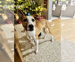 Small #12 American Pit Bull Terrier Mix