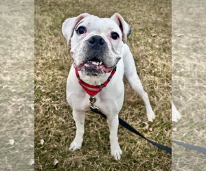 Boxer Dogs for adoption in Dumont, NJ, USA