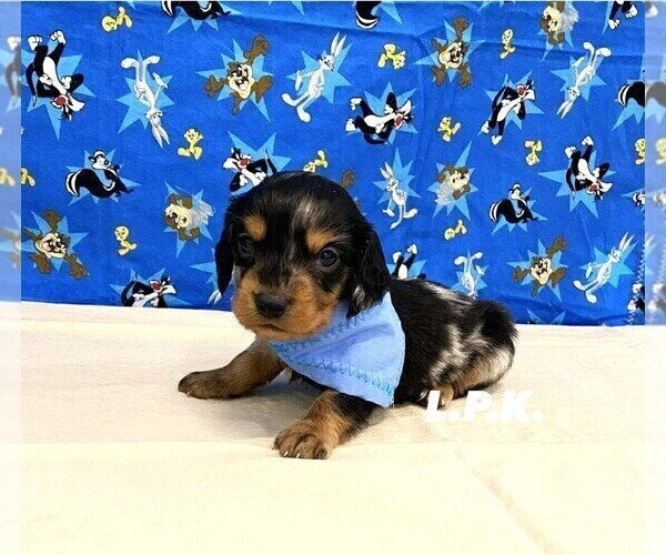 Medium Photo #2 Dachshund Puppy For Sale in WINNSBORO, LA, USA