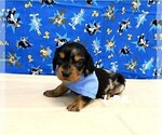 Small #1 Dachshund