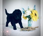 Puppy 3 Labradoodle
