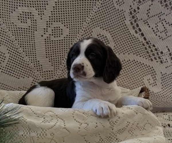 Medium Photo #1 English Springer Spaniel Puppy For Sale in OWEN, WI, USA
