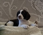 Small English Springer Spaniel