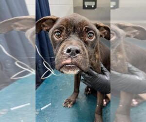 Boxer-Unknown Mix Dogs for adoption in Mobile, AL, USA