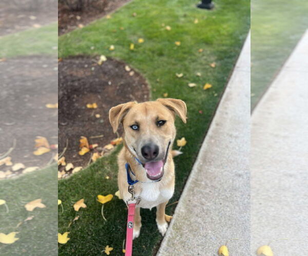 Medium Photo #33 Retriever -Unknown Mix Puppy For Sale in Rustburg, VA, USA